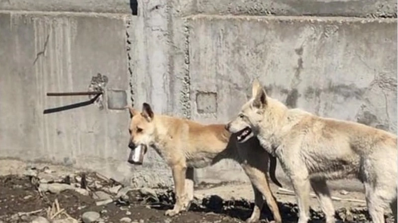 По Южно-Сахалинску бегает собака, застрявшая языком в жестяной банке