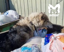 Неизвестные избили и выкинули хаски в мусорный бак в Приморье