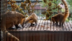 Сахалинский зооботпарк перейдет на зимний режим работы 