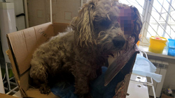 Бродячую собаку пытался убить домашний пес в Макарове