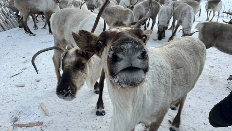 «Население» северных оленей пересчитали в Ногликском районе
