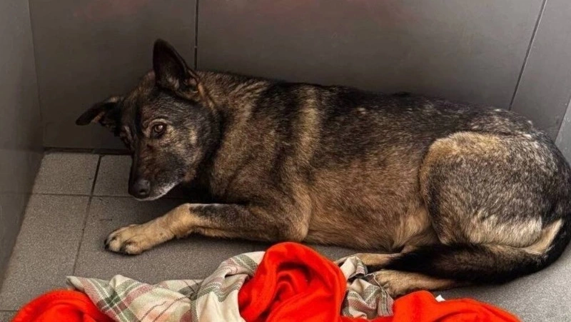 Пиццерии «Додо» в России станут pet-friendly после скандала с бездомной собакой