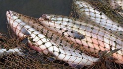 Рыбу почти на 40 тысяч рублей поймал браконьер на Сахалине