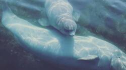 Спасенные из китовой тюрьмы белухи пережили уже вторую зиму