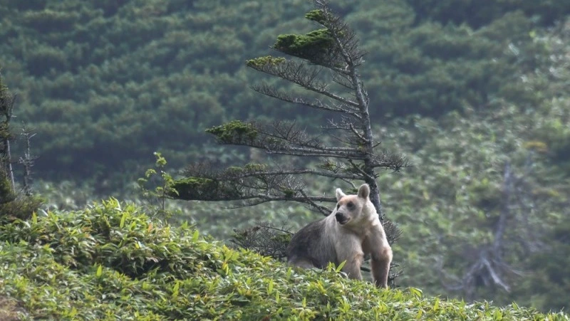 Названа самая любимая еда медведей на Курилах