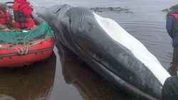 Мертвого 20-метрового кита обнаружили на Итурупе