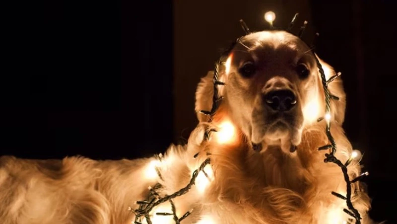 Сотни жителей Южно-Сахалинска останутся без света 6 ноября