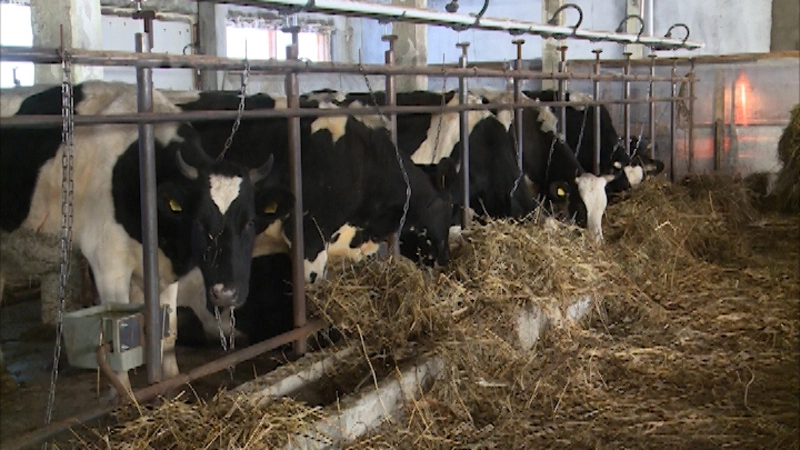 Сельсовет. Выпуск от 25 ноября