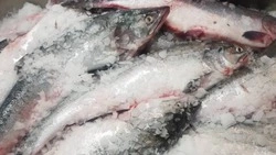 Жители Южно-Сахалинска смогут приобрести свежую горбушу