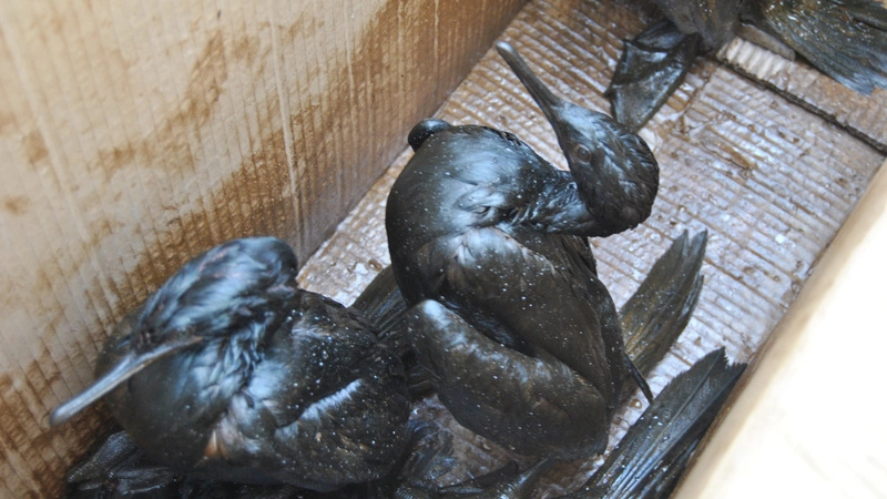 Вымазанных в мазуте бакланов доставят в аэропорт Южно-Сахалинска