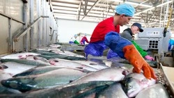 На сахалинском рыбхозсовете обсудили обязательство в три процента от улова для «Доступной рыбы»