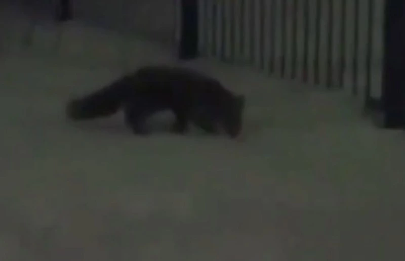 Видеофакт: поздно ночью лиса пробралась на территорию школы в Поронайске