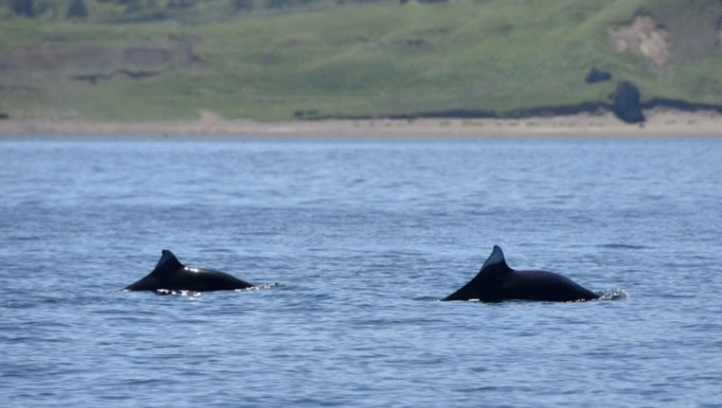 День морских млекопитающих отметил Курильский заповедник 19 февраля