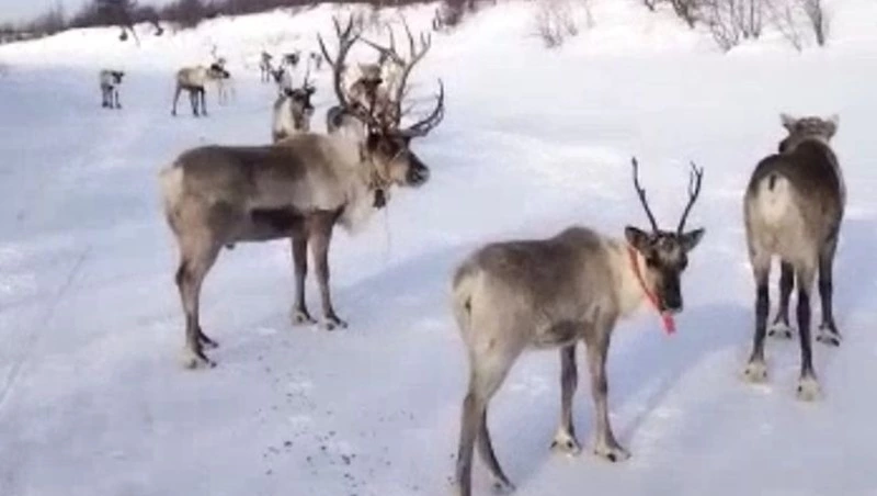 Посещение заказников ограничили на Сахалине из-за миграции оленей 