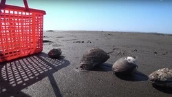 Сахалинка открыла сезон спизулы на берегу моря и приготовила вкусный ужин