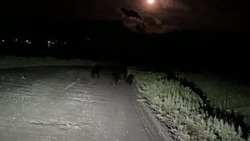 Семья медведей устроила забег по дороге на Северных Курилах