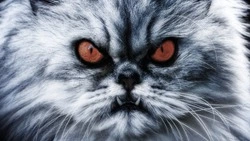 Сахалинцам рассказали, как не заразиться бешенством от своего питомца