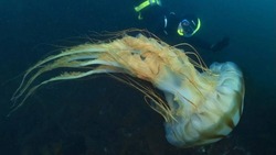 Гигантская компасная медуза попала в объектив подводного фотографа на Сахалине