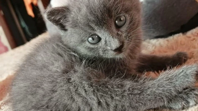 Сахалинский мэр пристраивает в Instagram 13 котят с грустными глазками