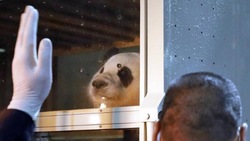 Родившаяся в Южной Корее панда вернулась в Китай