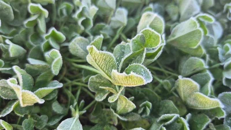 Небольшой снег пройдет в Сахалинской области в ночь на 11 октября