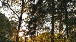 В День России холмчан приглашают на прогулку по экотропе