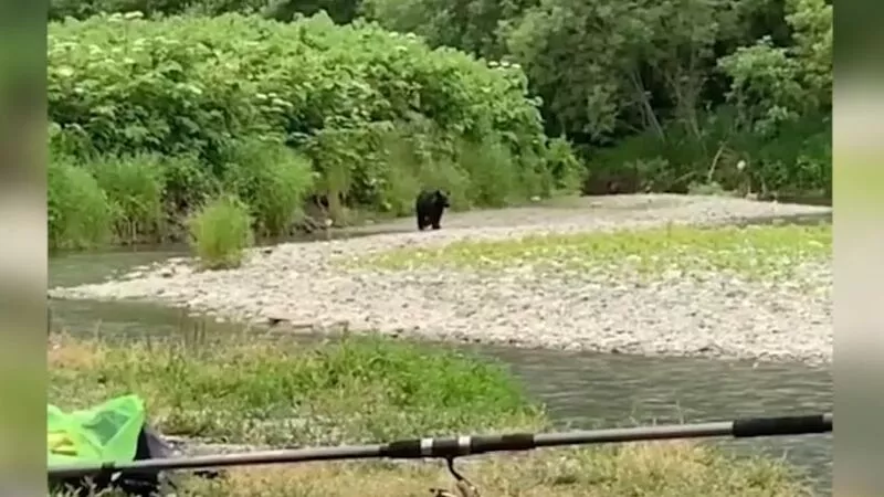 Любопытный мишка вышел к сахалинским рыбакам посмотреть на их улов
