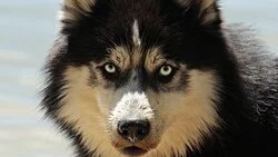 Сахалинца, убившего собаку за лай, посадят в тюрьму