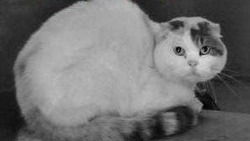 Кошка редкой породы умерла после спасения в Поронайске 