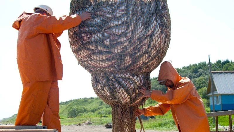 Первый улов лосося в 2022 году добыли на Северных Курилах