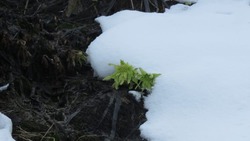Вместо подснежника: на Курилах из-под снега выглянул лопух