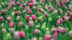 Потепление до +6 градусов накроет Сахалин и Курилы после морозов