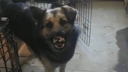 Зоозащитники искали сбежавшего из приюта «доброго» пса на Сахалине
