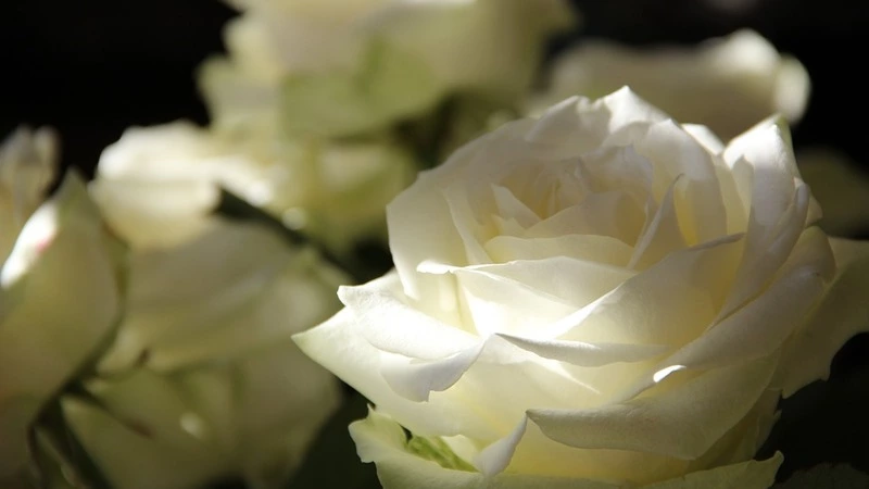 На Сахалине уничтожили партию роз из Голландии