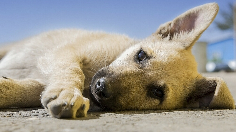 Сахалинцы покидают дачи и бросают кошек и собак на произвол судьбы