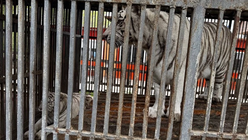 Обглодал лицо: тигр убил сотрудника зоопарка на Донбассе