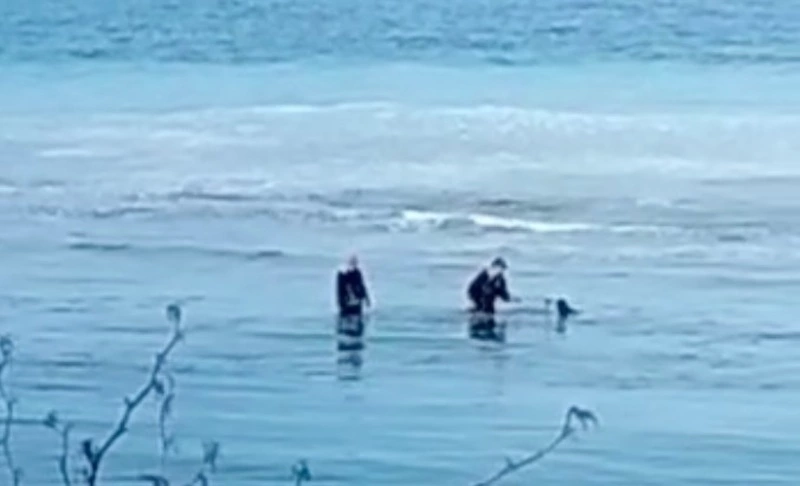 Море побелело от наплыва сельди в Холмском районе 6 мая