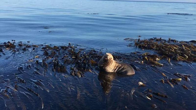 Фонд «Зеленый Сахалин» провел уникальную операцию по спасению больного сивуча