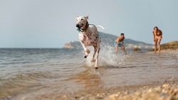 Эксперты озвучили главные правила безопасного плавания собак в море на Сахалине