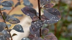 Синоптики спрогнозировали дожди в Сахалинской области 29 сентября 