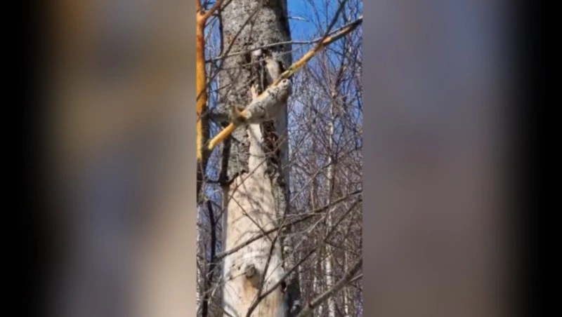 Житель Сахалина заснял на видео очень редкого для острова зверя — белку-летягу