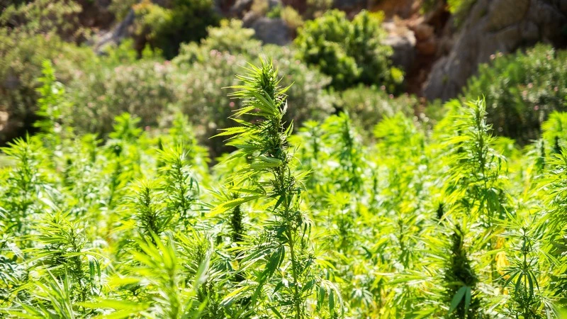 Житель Смирныховского района вырастил коноплю в своем огороде и получил условный срок