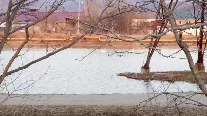 В Южно-Сахалинске лебеди облюбовали картофельное поле (ФОТО и ВИДЕО)