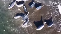 Стая нерп устроила лежбище у озера на Сахалине