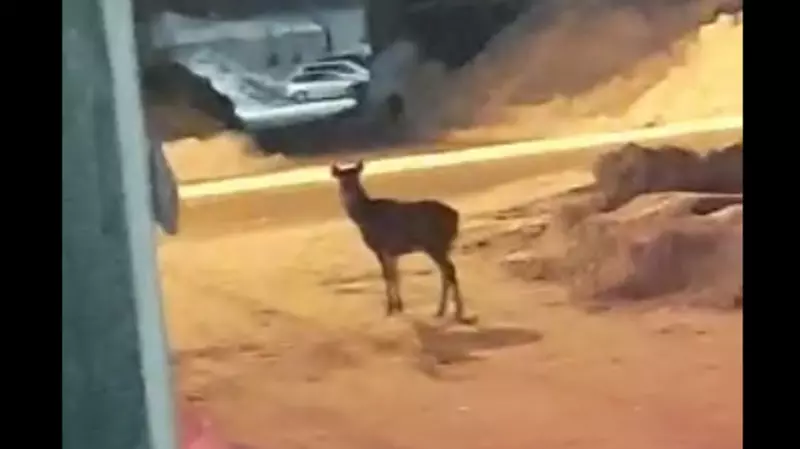 Молодой олень навестил сотрудника промбазы на Сахалине