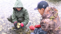 Специалисты СахНИРО изучают популяцию устриц в озере Буссе