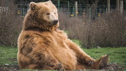 Октябрь 2021 на Сахалине: трагическая смерть собаки по пути в Оху и буйный медведь-вегетарианец