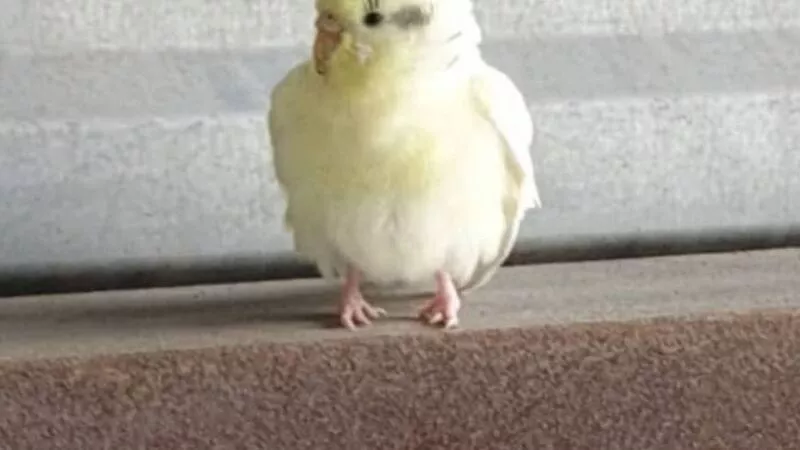 Сахалинцы поймали желтого попугайчика на экзаменационной площадке в ГИБДД