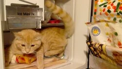 Облом в морозилке