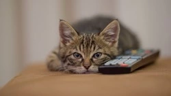 Больница и часть Южно-Сахалинска проведут 30 марта без света